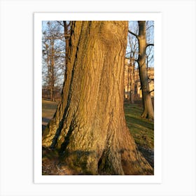 Tree trunk in the evening light 5 Art Print