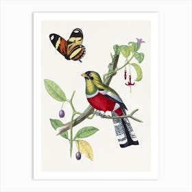 Bird Fruits And Butterfly Art Print