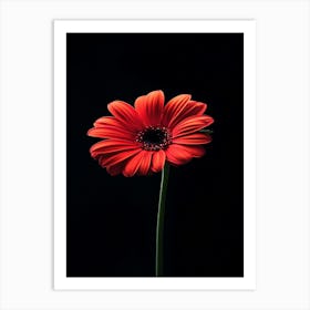 Red Gerbera Flower 1 Art Print