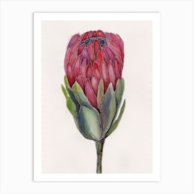 Watercolor painting of protea flower Art Print