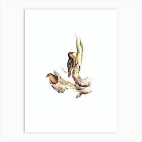 Vintage Rufous Tree Creeper Bird Illustration on Pure White n.0474 Art Print