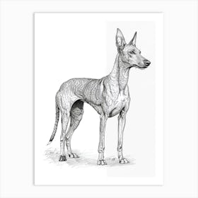 Pharaoh Hound Dog Line Sketch 2 Art Print