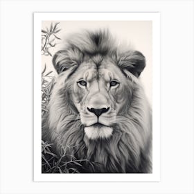 African Lion Realism Portrait 4 Art Print