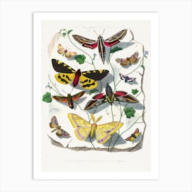 Moths and butterflies Art Print