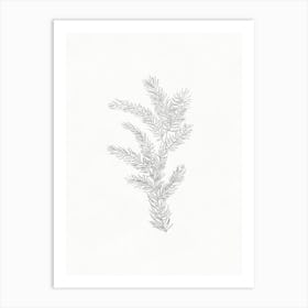 Fir Branch Pencil Sketch Art Print