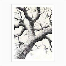 Tree With No Leaves Art Print