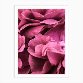 Pink Roses 4 Art Print