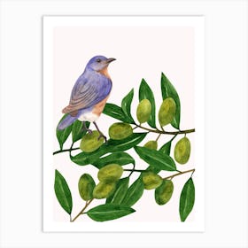 Bluebird On Olive Branch Art Print