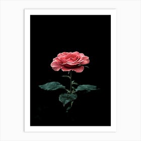 Single Rose On Black Background 22 Art Print