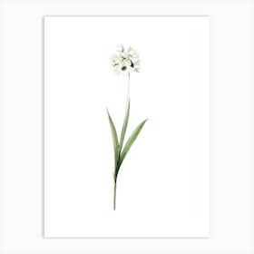 Vintage Ixia Maculata Botanical Illustration on Pure White n.0564 Art Print