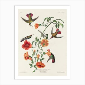 Mango Hummingbird 1, Birds Of America, John James Audubon Art Print