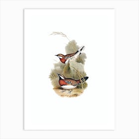 Vintage Chestnut Breasted Ground Thrush Bird Illustration on Pure White Art Print