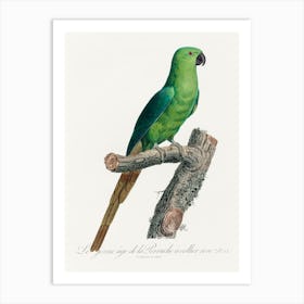 The Rose Ringed Parakeet Natural History Of Parrots, Francois Levaillant Art Print