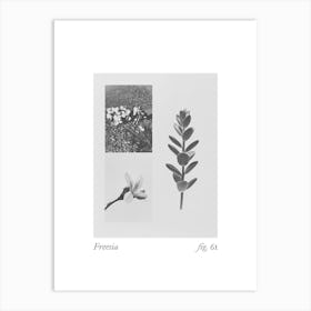 Freesia Botanical Collage 3 Art Print