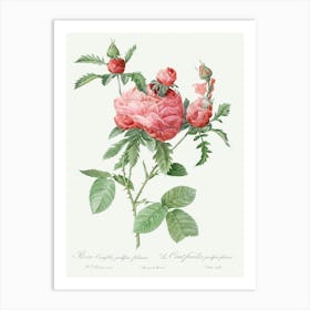 Cabbage Rose Bloom, Pierre Joseph Redoute Art Print