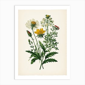 Vintage Botanical Galleria Style Wildflower Painting 19 Art Print