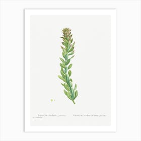 Rhodiola, Pierre Joseph Redoute Art Print