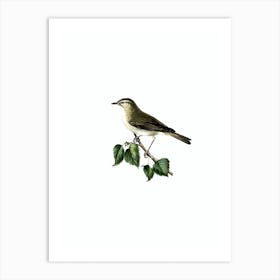 Vintage Willow Warbler Bird Illustration on Pure White n.0227 Art Print