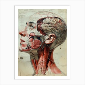 Anatomy Of The Human Head biology 1 Art Print