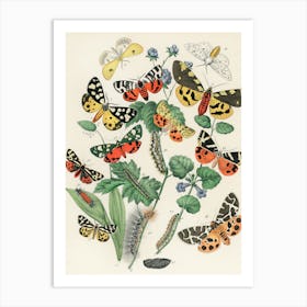 Butterflies And Caterpillars Art Print