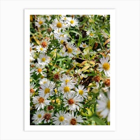 Aster Art Print