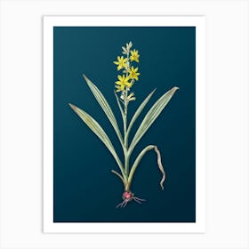 Vintage Wachendorfia Thyrsiflora Botanical Art on Teal Blue n.0289 Art Print