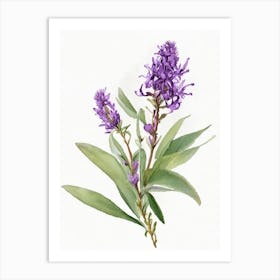 Ironweed Wildflower Watercolour Art Print