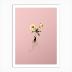 Vintage Cape Tulip b Botanical on Soft Pink Art Print