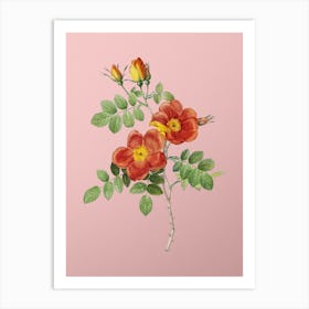 Vintage Austrian Briar Rose Botanical on Soft Pink n.0804 Art Print