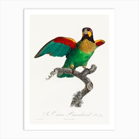 The Orange Cheeked Parrot, From Natural History Of Parrots, Francois Levaillant Art Print