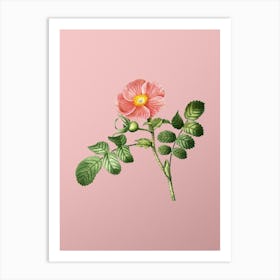 Vintage Japanese Rose Botanical on Soft Pink n.0941 Art Print