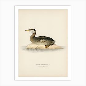 Young Red Necked Grebe (Podiceps Grisegena), The Von Wright Brothers Art Print