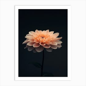 Dahlia 26 Art Print