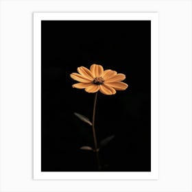 Single Orange Flower On Black Background 13 Art Print