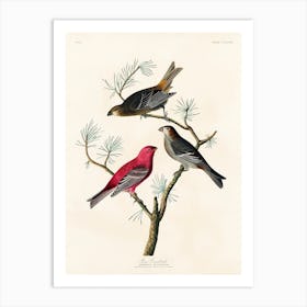 Pine Grosbeak, Birds Of America, John James Audubon Art Print