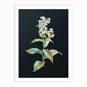Vintage White Gillyflower Bloom Botanical Watercolor Illustration on Dark Teal Blue n.0149 Art Print
