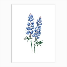 Blue Lupine Floral Watercolor Art Print