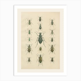 Beetle Illustration Art Print