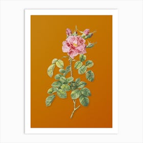 Vintage Four Seasons Rose in Bloom Botanical on Sunset Orange n.0363 Art Print