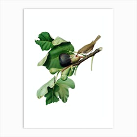 Vintage Fig Branch with Bird Botanical Illustration on Pure White n.0502 Art Print