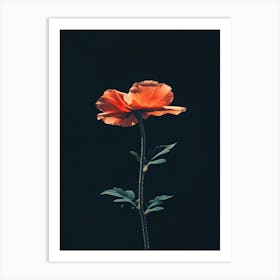 Poppies 107 Art Print