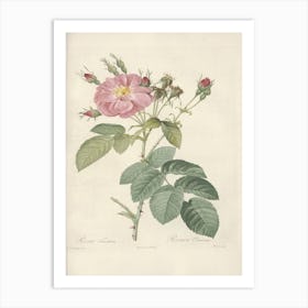 Rose Illustration, Pierre Joseph Redoute, Pierre Joseph Redoute(109) Art Print