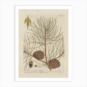 Pine Cones 6 Art Print