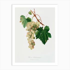Muscat Grape (Vitis Vinifera Moscata) From Pomona Italiana (1817 1839), Giorgio Gallesio Art Print