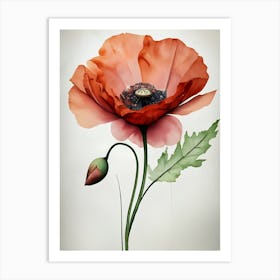 Poppy Flower 1 Art Print