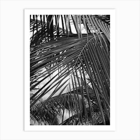 Black And White Palm Leaves 3 Art Print