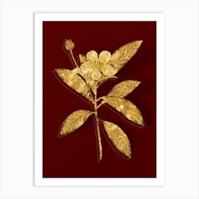 Vintage Loblolly Bay Botanical in Gold on Red n.0100 Art Print