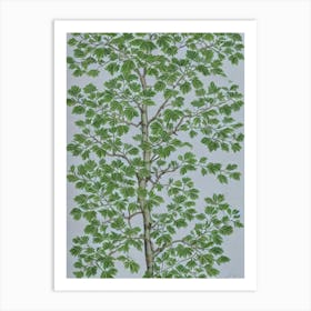Chinese Elm 2 tree Vintage Botanical Art Print