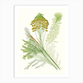 Dill Spices And Herbs Pencil Illustration 2 Art Print