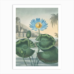 The Blue Egyptian Water-Lily by Robert John Thornton (1807) Art Print